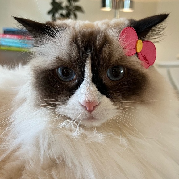 Meet your Posher, Evelyn - Picture 1 of 1